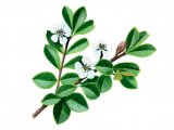 Illustration of Cotoneaster (#0969)