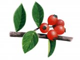 Illustration of Cotoneaster Berries (#1506)