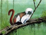 Illustration of Cottontop Tamarin (Saguinus oedipus) (#1096)