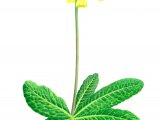 Illustration of Cowslip (Primula veris) (#2080)