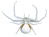 Illustration of Crab Spider female (Misumena vatia) (#4653)