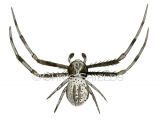 Illustration of Crab Spider male (Misumena vatia) (#3310)