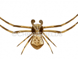 Illustration of Crab Spider male (Thomisus onustus) (#3312)