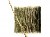 Illustration of Crackm Willow bark & twig (Salix fragilis) (#2395)