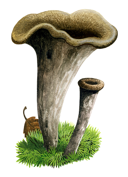 Illustration of Craerellus cornucopioides (Horn of Plenty) (#4468)