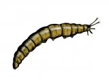 Illustration of Crane Fly Larvae (#2666)
