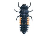 Illustration of Cream-Streaked Ladybird Larvae (Harmonia 4-punctata) (#1780)