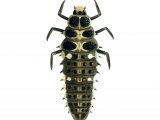 Illustration of Cream-spot Ladybird Larvae (Calvia 14-guttata) (#1781)