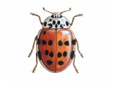 Illustration of Cream-streaked Ladybird (16-spot form) Harmonia 16-punctata (#0492)