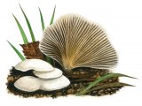 Illustration of Crepidotus autochthonus (#3608)