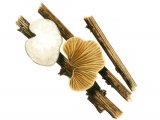 Illustration of Crepidotus cesatii (#3611)