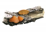 Illustration of Crepidotus cinnabarinus (#3617)