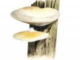 Illustration of Crepidotus mollis (Peeling Oysterling) (#3607)