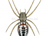 Illustration of Cricket-bat Orbweaver Spider (Mangora acalypha) (#4700)