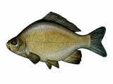 Illustration of Crucian Carp (Carassius carassius) (#2707)