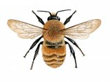 Illustration of Large Carder Bumblebee (Bombus muscorum) (#2506)