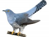 Illustration of Cuckoo (Cuculus canorus) (#4381)