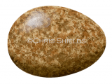 Illustration of Cuckoo egg (Cuculus canorus) (#3287)
