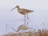 Illustration of Curlew (Numenius arquata) (#3710)