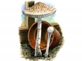 Illustration of Cystolepiota cystidiosa (#1646)