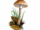 Illustration of Cystolepiota moelleri (#1691)
