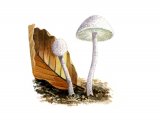 Illustration of Cystolepiota seminuda (Bearded Dapperling) (#1692)