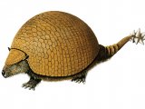 Illustration of Daedicurus (Glyptodon) (#0516)
