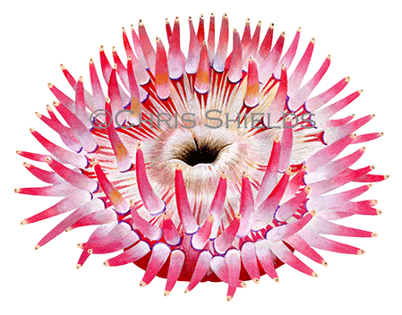 Illustration of Dahlia Sea Anemone (Urticina felina) (#4597)
