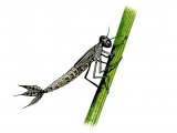 Illustration of Damselfly Nymph (Azure) Coenagrion puella (#1280)