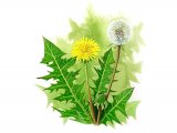 Illustration of Dandelion (Taraxacum officinale) (#0940)