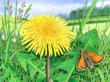 Illustration of Dandelion (Taraxacum officinale) and Small Skipper (#2616)