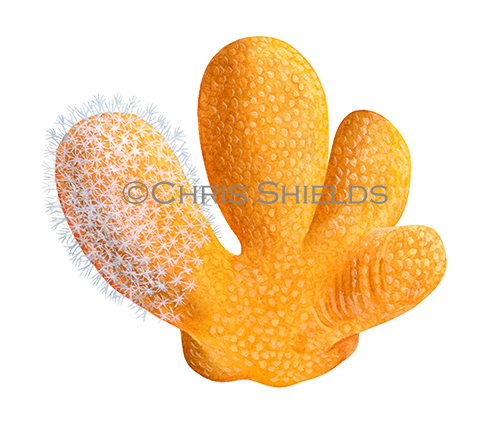 Illustration of Dead Mans Fingers (Soft Coral) (Alcyonium digitatum) (#4602)