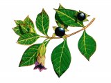 Illustration of Deadly Nightshade (Atropa belladonna) (#0942)