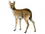 Illustration of Deer (Chinese Water Deer) Hydropotes inermis (#0670)