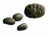 Illustration of Deer Droppings (Muntjac) (#2773)