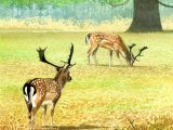 Illustration of Deer (Fallow) Dama dama (#1423)