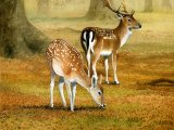 Illustration of Deer (Fallow) Dama dama (#1989)