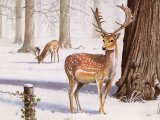 Illustration of Deer (Fallow) Dama dame (#3715)