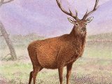 Illustration of Deer (Red) Stag (Cervus elaphus), (#3672)