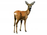 Illustration of Deer (Roe) Capreolus capreolus (#0668)