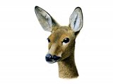 Illustration of Deer (Roe) Capreolus capreolus (#0673)