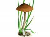 Illustration of Dermoloma josserandii var. josserandii (#4056)