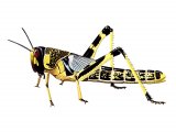 Illustration of Desert Locust (Schistocerca gregaria) (#3390)