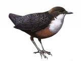 Illustration of Dipper (Cinclus cinclus) (#3706)