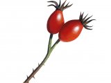 Illustration of Dog Rose hips (Rosa canina) (#3329)