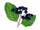 Illustration of Dogwood Dogwood (Cornus sanguinea) (#0946)