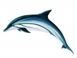 Illustration of Striped Dolphin (Stenella coeruleoalba) (#1618)