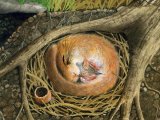 Illustration of Dormouse (Muscardinus avellanarius) (#0241)