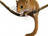Illustration of Dormouse (Muscardinus avellanarius) (#1304)