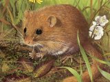 Illustration of Dormouse (Muscardinus avellanarius) (#3702)